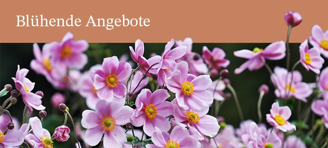 Saisonale Blumenangebote bei Paulas Garden in Worpswede