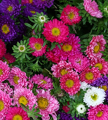 Herbstastern in verschiedenen Farben